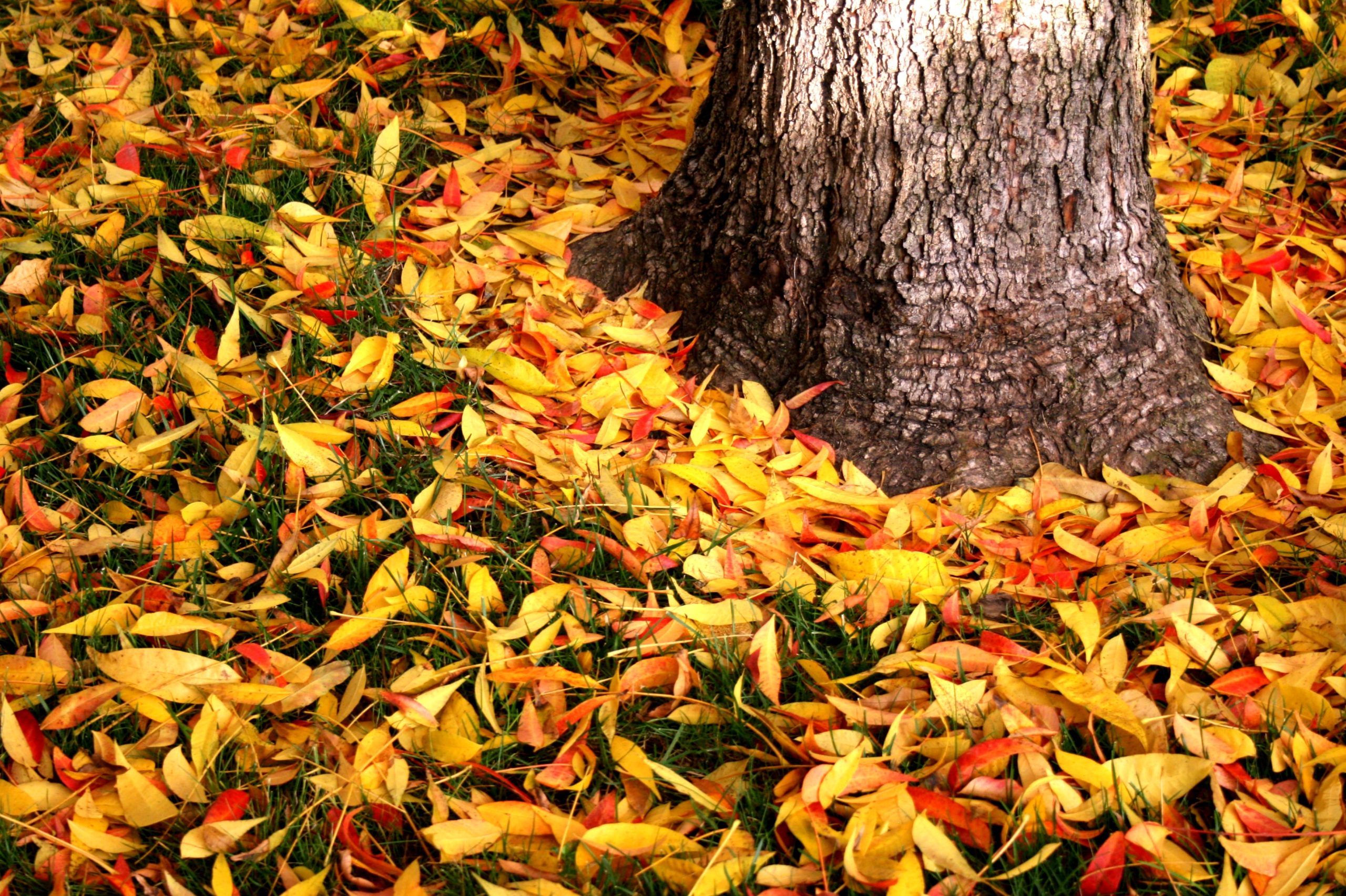 Johnson City leaf collection service to begin November 1 99.3 The X