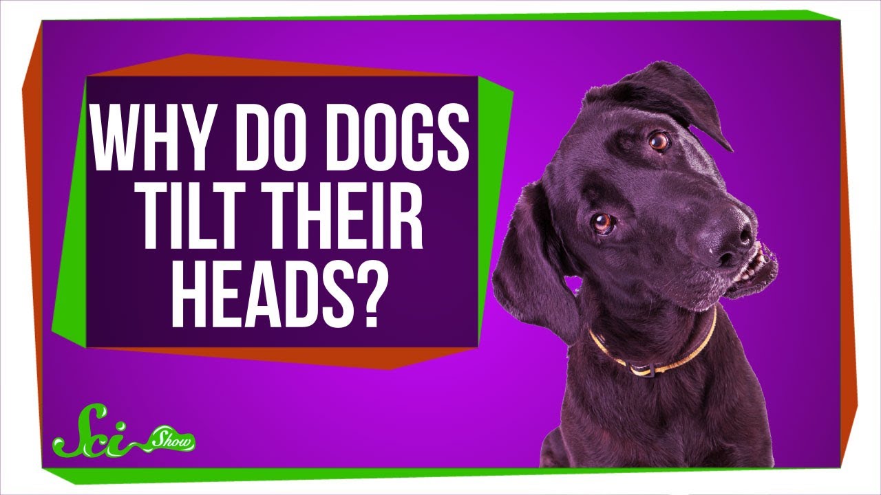 why-do-dogs-tilt-their-heads-99-3-the-x